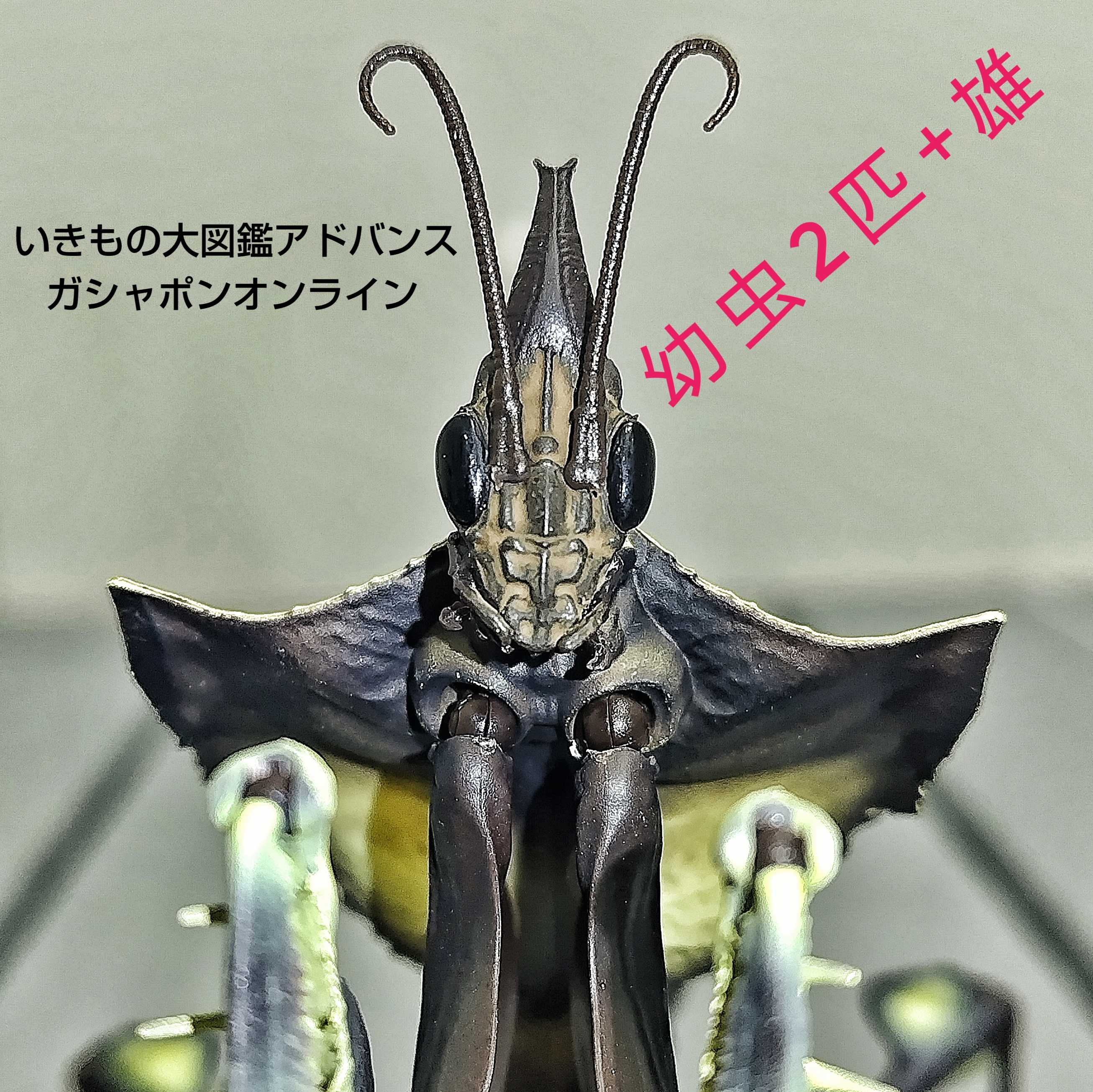 ニセハナマオウカマキリ オス 成体 いきもの大図鑑 いきもの大図鑑