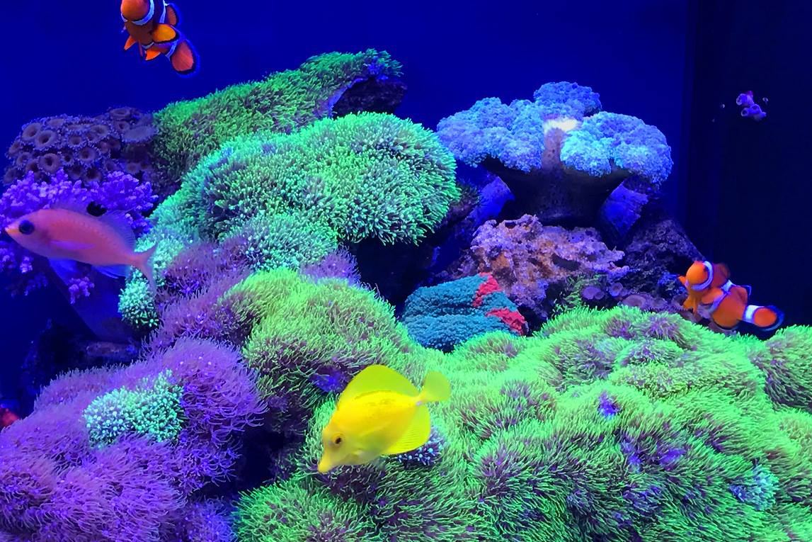 サンゴ LEDライト MICMOL Air Pro 600 NO1 サンゴ LEDライト MICMOL