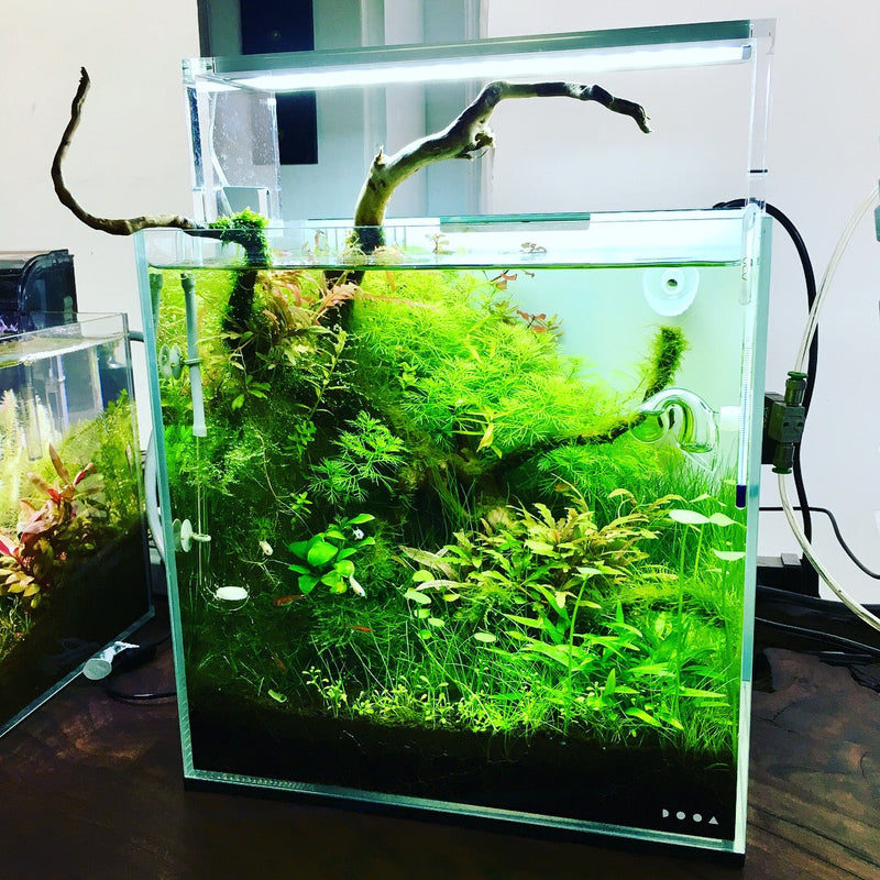 ADA キューブガーデン 60cm水槽 ADAキューブガーデン60cm水槽