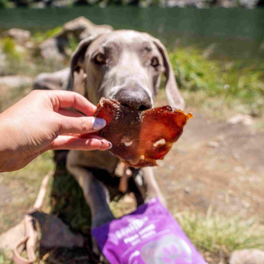 Pork Snout Dog Chew | High Protein Single Ingredient | RawFedK9