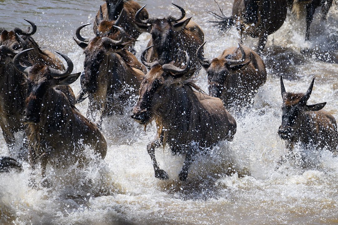 One lens + Two teleconverters = One amazing safari - Reed Hoffmann
