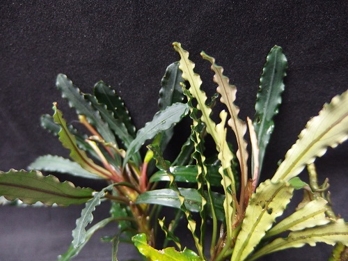 ブセファランドラ図鑑 Bucephalandra spathulifolia