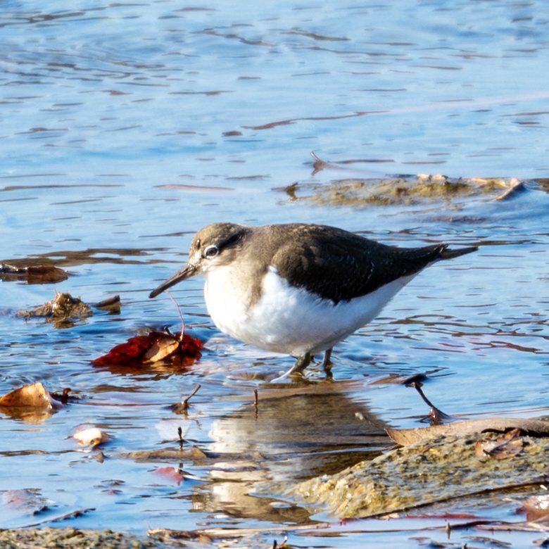 2年ぶりの羽村堰（2025.12.13）｜週末BIRDER 鳥撮るz