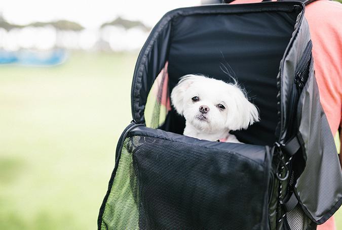 3-Way Pet Back Pack Carrier | AirBuggy – Rocky & Maggie's