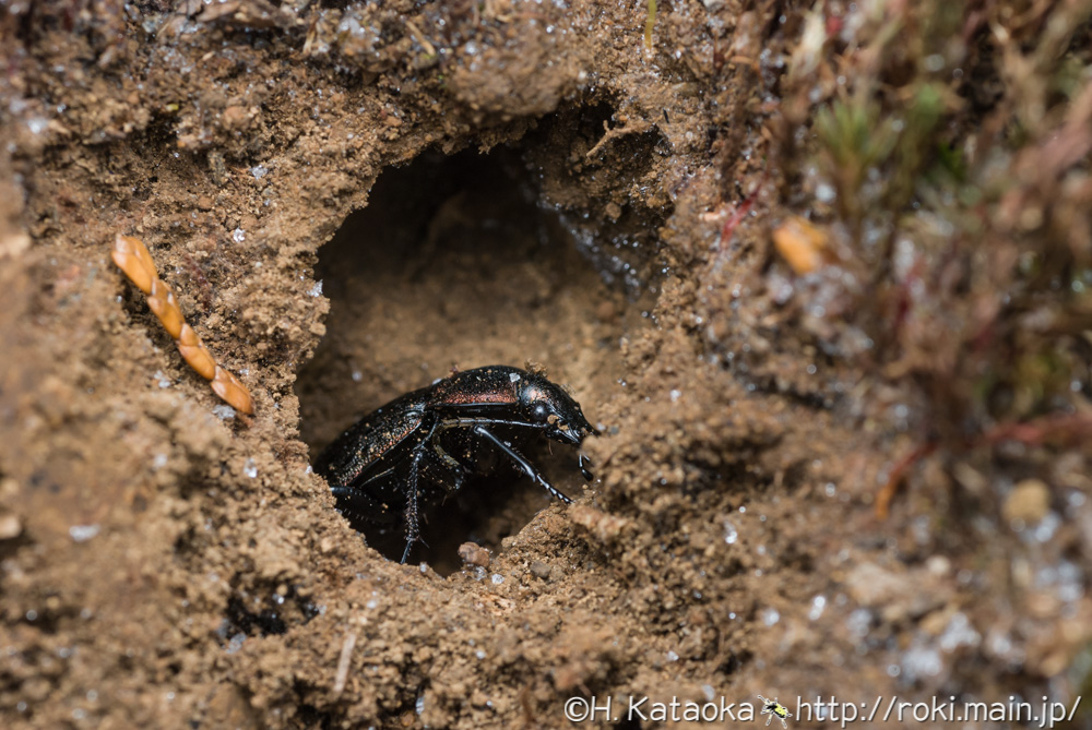 セアカオサムシ