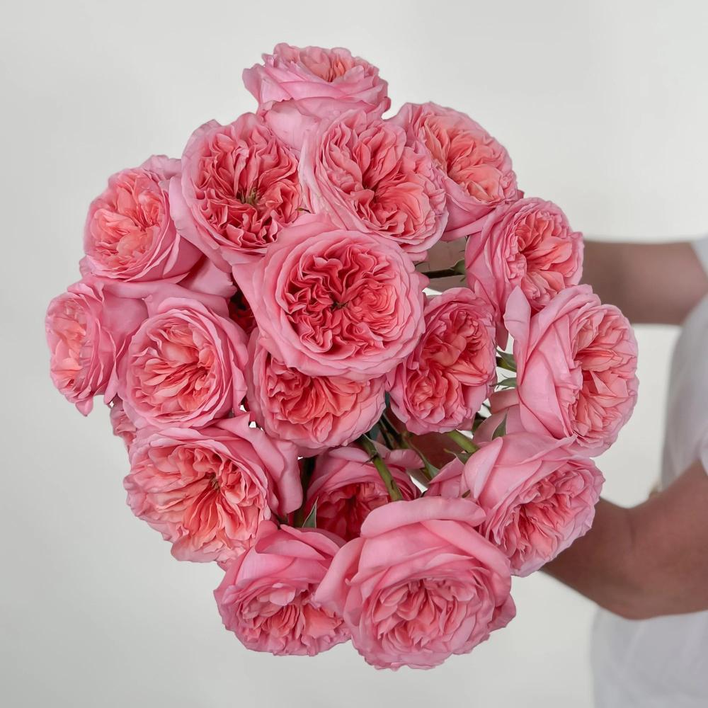 Pink X-pression Rose – Rosesplant