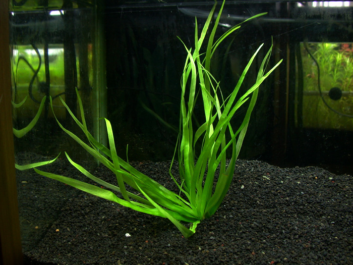 Eriocaulon.sp.parkeri ホシクサsp parkeri 水上株 Eriocaulon.sp