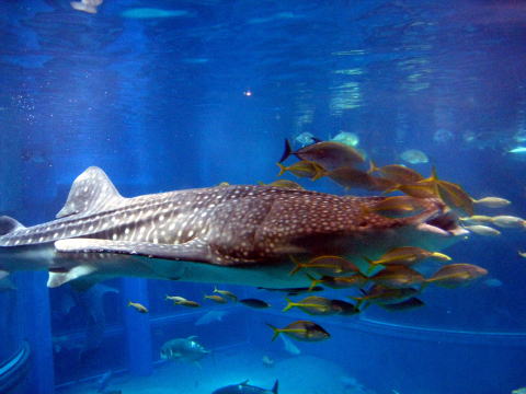 茶平工業 記念メダルコレクション 大阪 海遊館