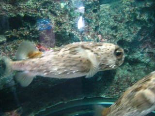 茶平工業 記念メダルコレクション 山口県 しものせき水族館 海響館