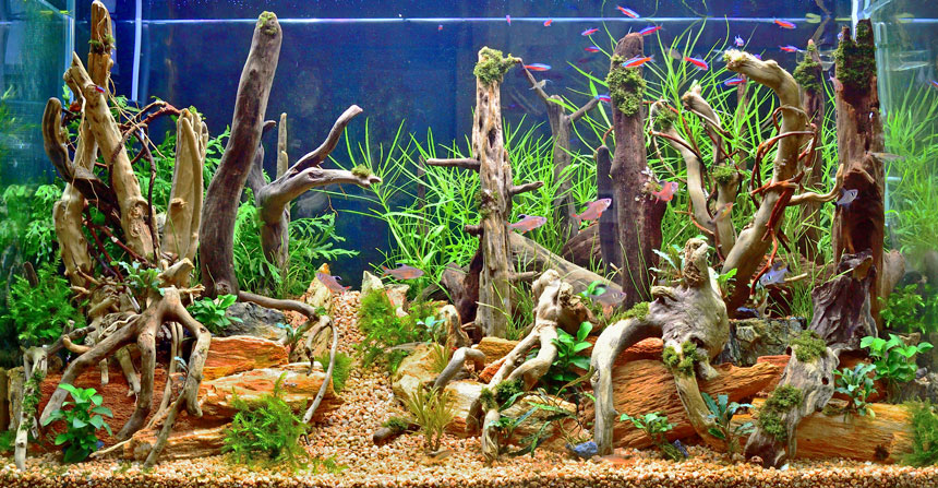 XM-378 流木 マシンガンウッド アクアリウム ブランチウッド 【公式通販】