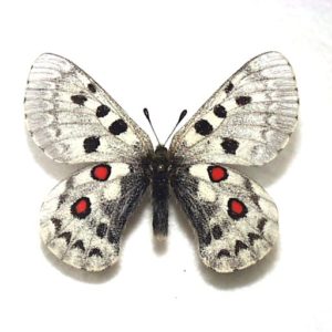外国産蝶標本】アッコウスバ♂/チベット.ラサ産/54mm