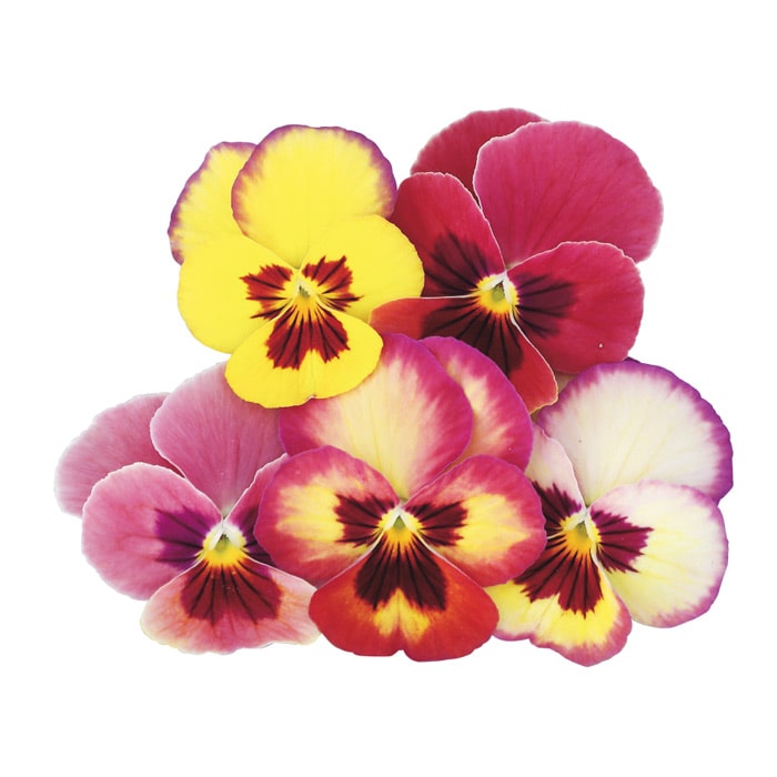 水越智三 pure tomato パンジー 鉢植え 花 イラスト 水越智三 pure