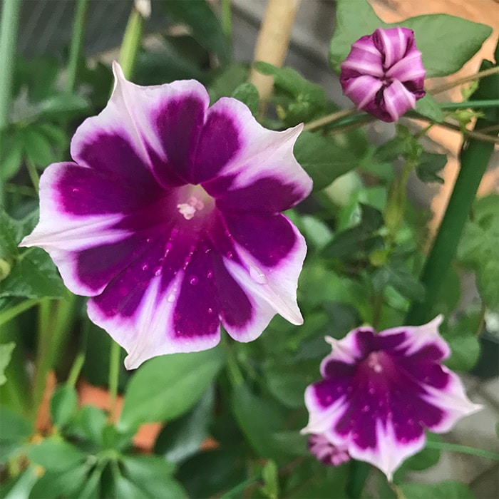 西洋アサガオ スノーフレーク｜種（タネ）,球根,苗,資材,ガーデニング