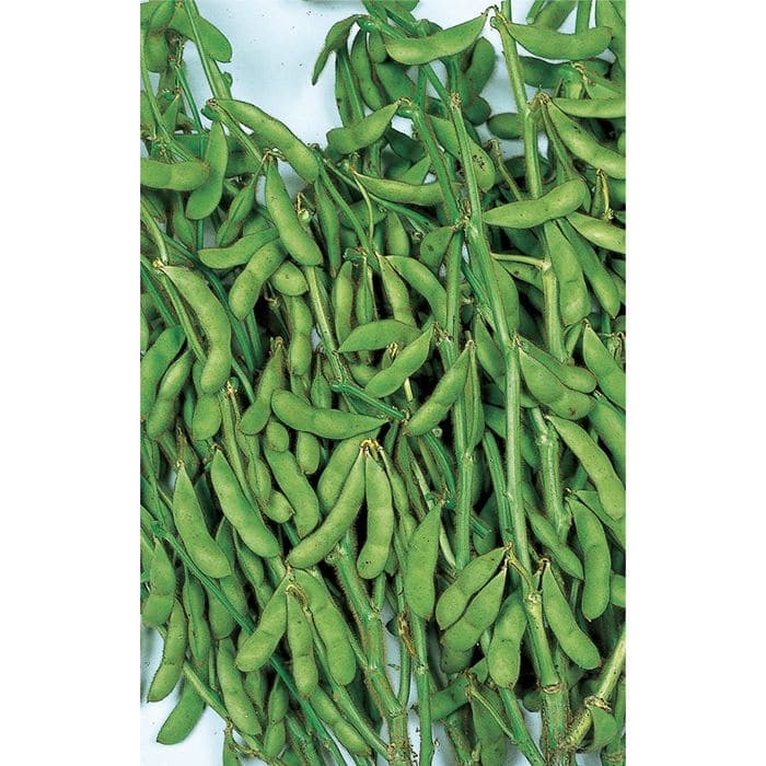 エダマメ 黒五葉｜種（タネ）,球根,苗,資材,ガーデニンググッズの通販