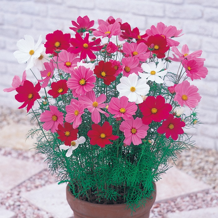 コスタリカ産 レスプレンデンスキンイロコガネ 21mm コスタリカ産レ