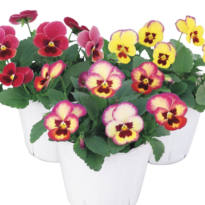 水越智三 pure tomato パンジー 鉢植え 花 イラスト 水越智三 pure