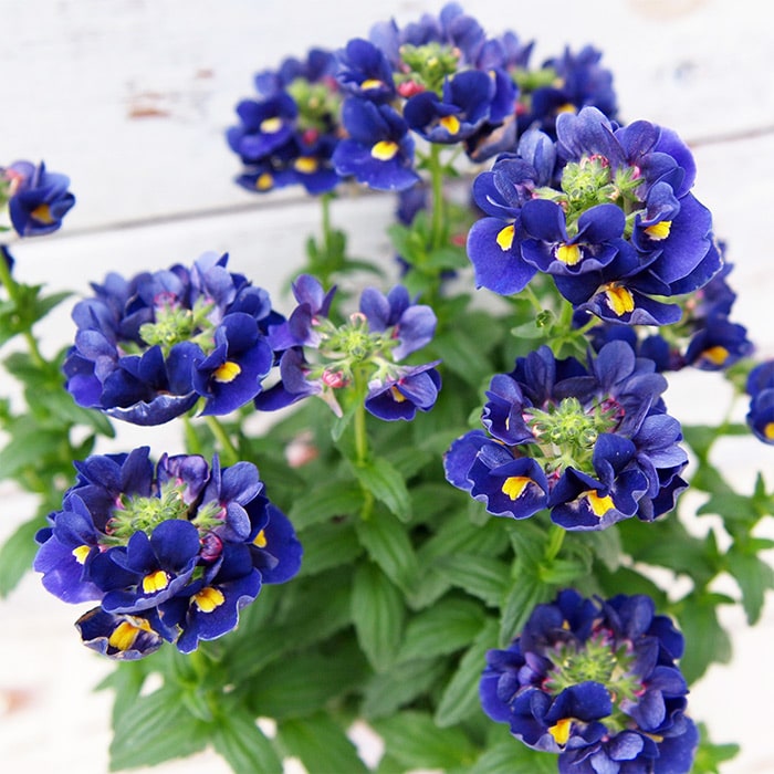 ミッドナイトブルー 綾地寧々 メンカタカラメヤサイダブルニンニク