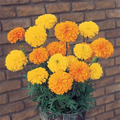 マリーゴールド アイシス ミックス｜種（タネ）,球根,苗,資材