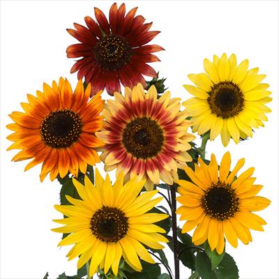 ヒマワリ バイカラー ミックス｜種（タネ）,球根,苗,資材,ガーデニング