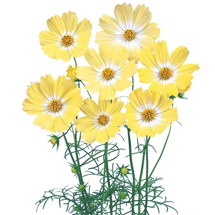 コスモス イエロー キャンパス｜種（タネ）,球根,苗,資材,ガーデニング