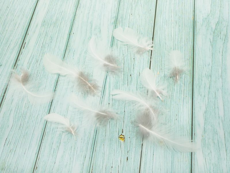 フクロウの羽根優しい羽根ふわふわな羽根