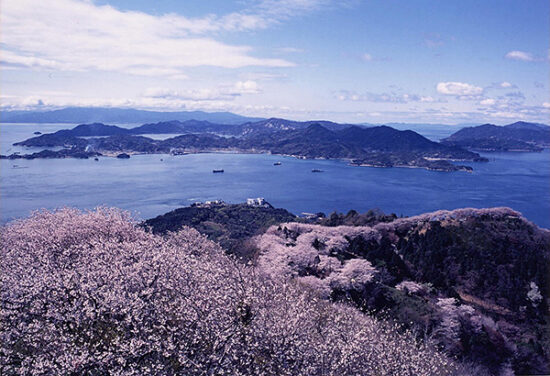 令和5年いわぎ桜まつり 愛媛/上島町】 積善山三千本の桜と瀬戸内海を