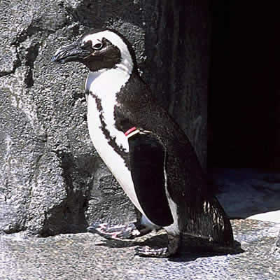 ケープペンギン - 鳥類 - 動物 - Y!きっず図鑑