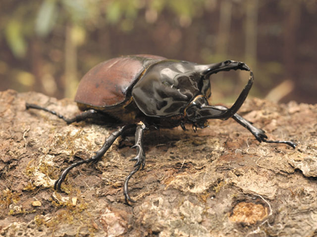 パプアサンボンヅノカブト - カブトムシ・クワガタムシ - ペット - Y