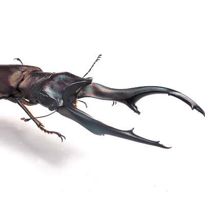 インペラトールホソアカクワガタ - カブトムシ・クワガタムシ - ペット