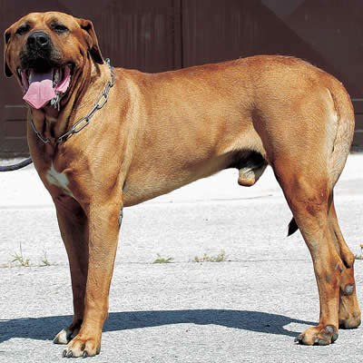 土佐犬（土佐闘犬） - イヌ - ペット - Y!きっず図鑑