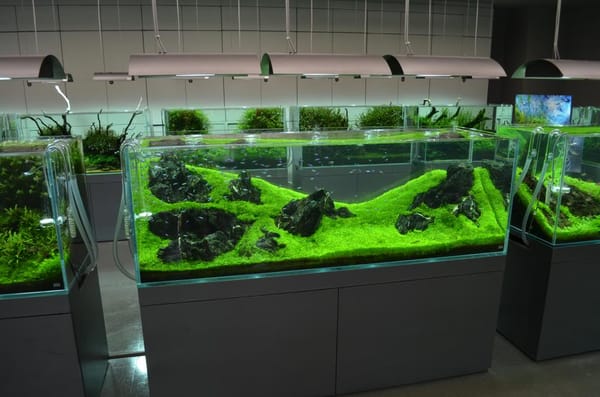 NATURE AQUARIUM GALLERY - Updated February 2026 - 10 Photos - 漆山