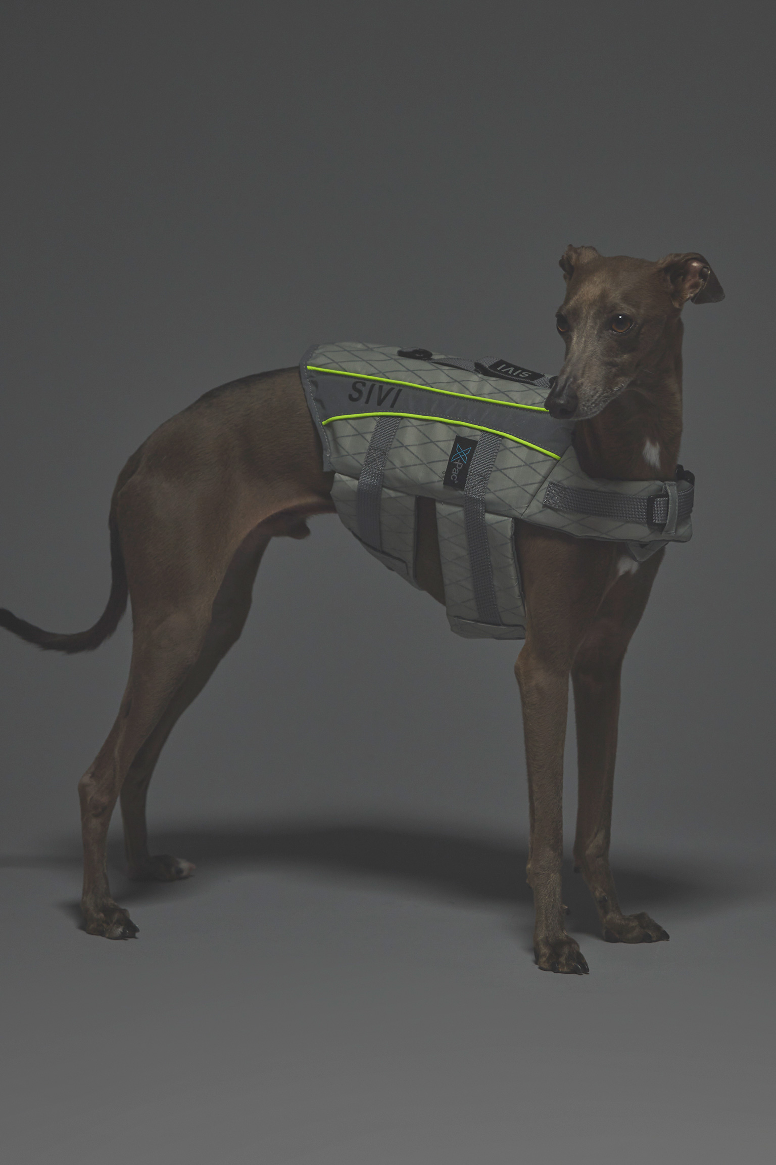 SIVI｜イタグレ 服・ウィペット 服｜犬用アパレルブランド イタグレ