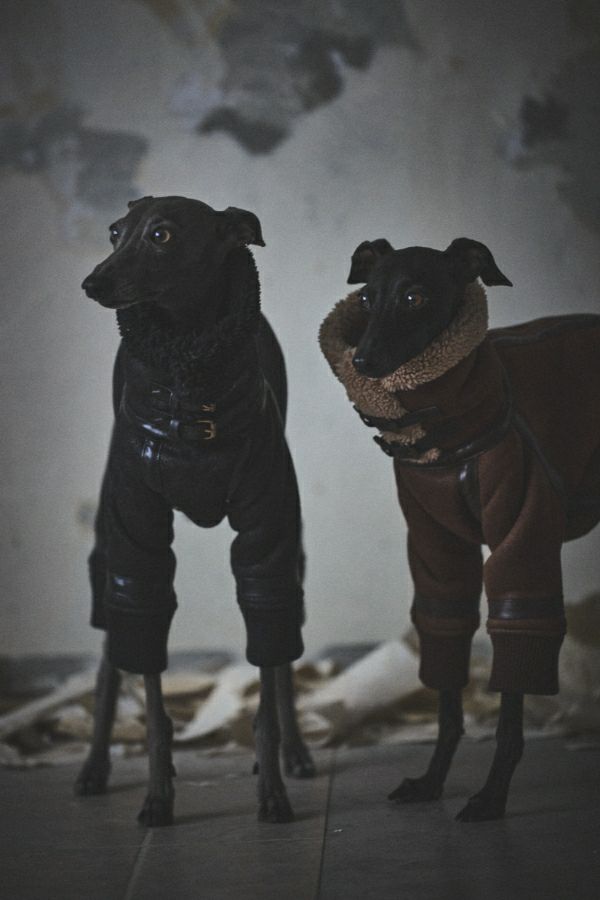 SIVI B3フライトスーツ | SIVI｜イタグレ 服・ウィペット 服｜犬用