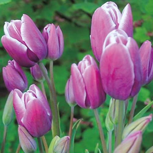 739-QTL410.jpg?202602031613