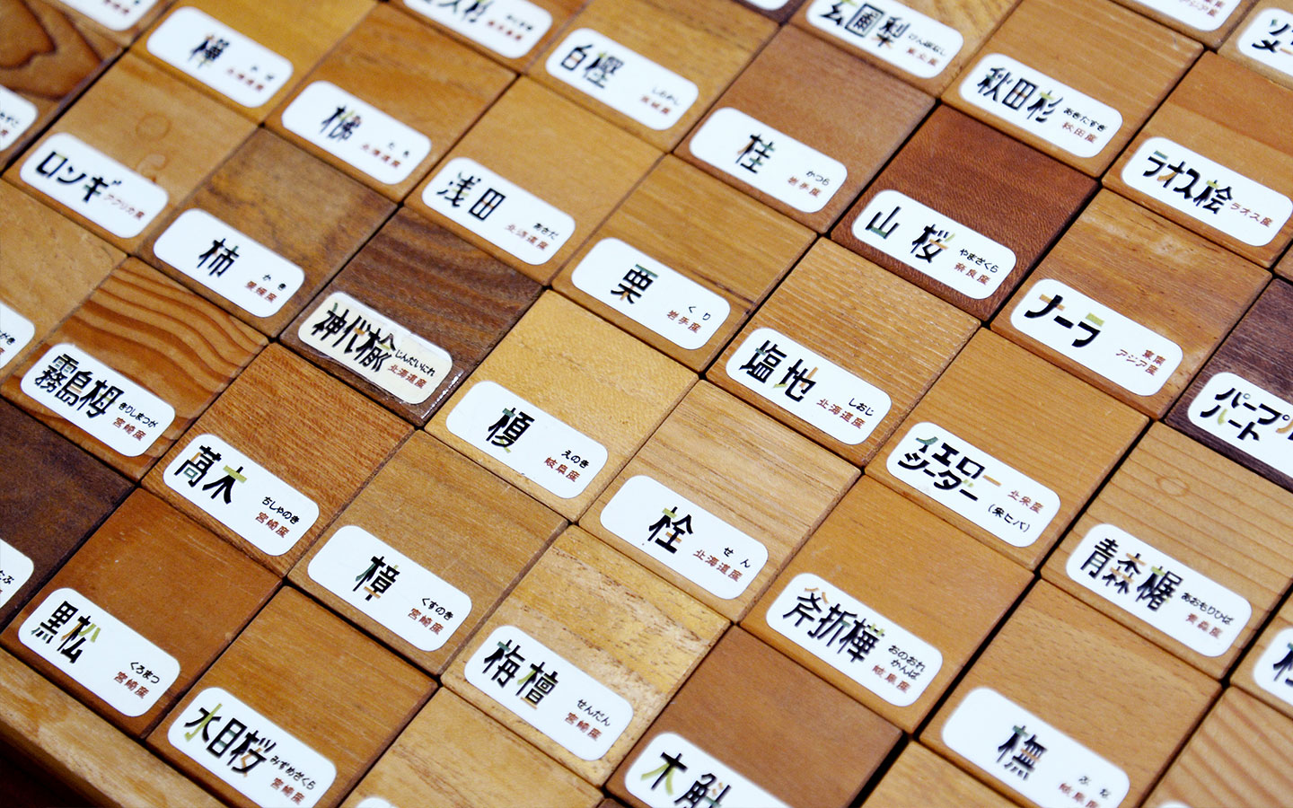 木材標本 3種【日本国産・外国産・熱帯産】 木材標本 3種【日本国産