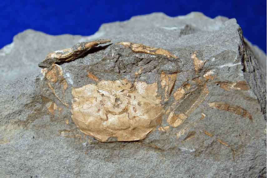 はにわ☆ようばけ化石☆古秩父湾【1550万年前のホタテ0.8