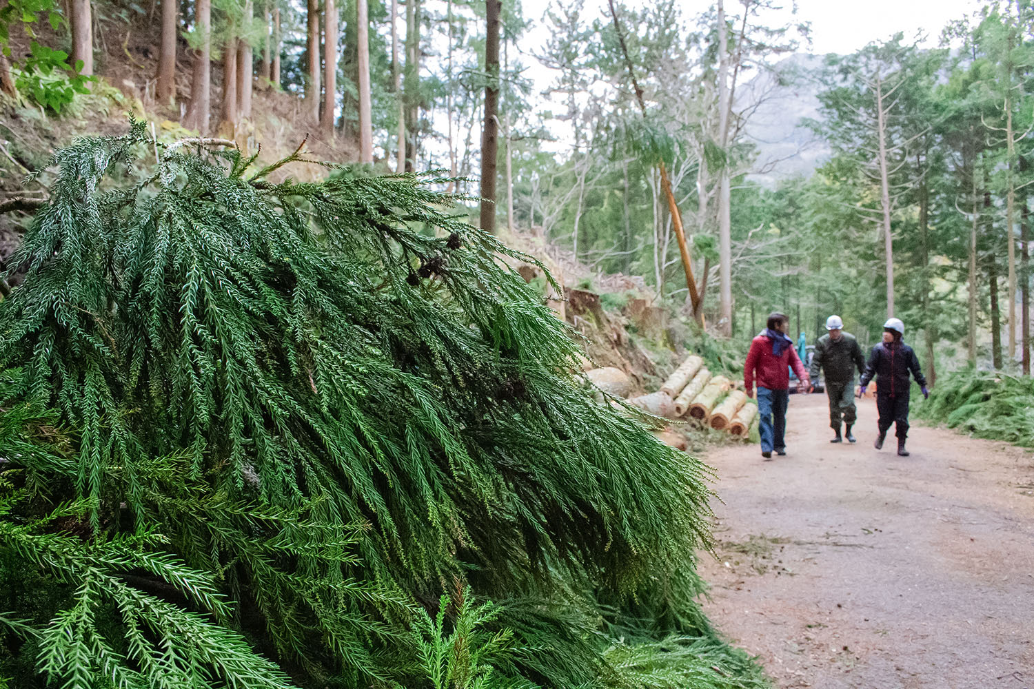 希少価値の高い！】新月伐採の神山杉とオイル蒸留について | 神山