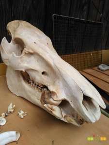 イノシシの骨標本を作ってみた！！』 | 四国まんなか生活