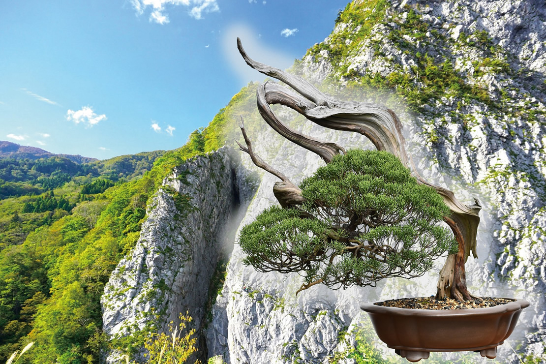 真柏 シンパク 盆栽