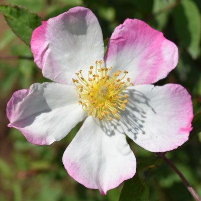 原種 | バラ苗のネット通販の篠宮バラ園