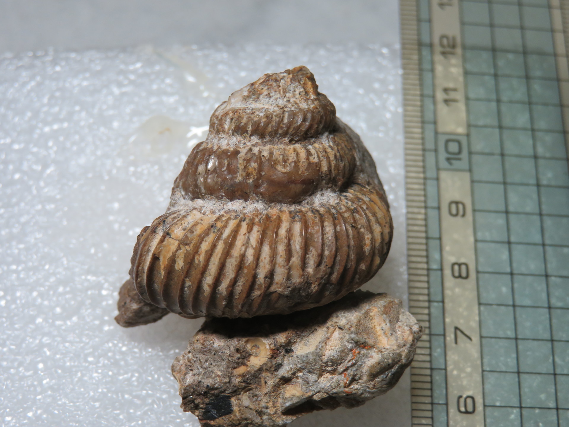 kimio 化石ユウボストリセラスとムラモトセラス ノストセラス科の