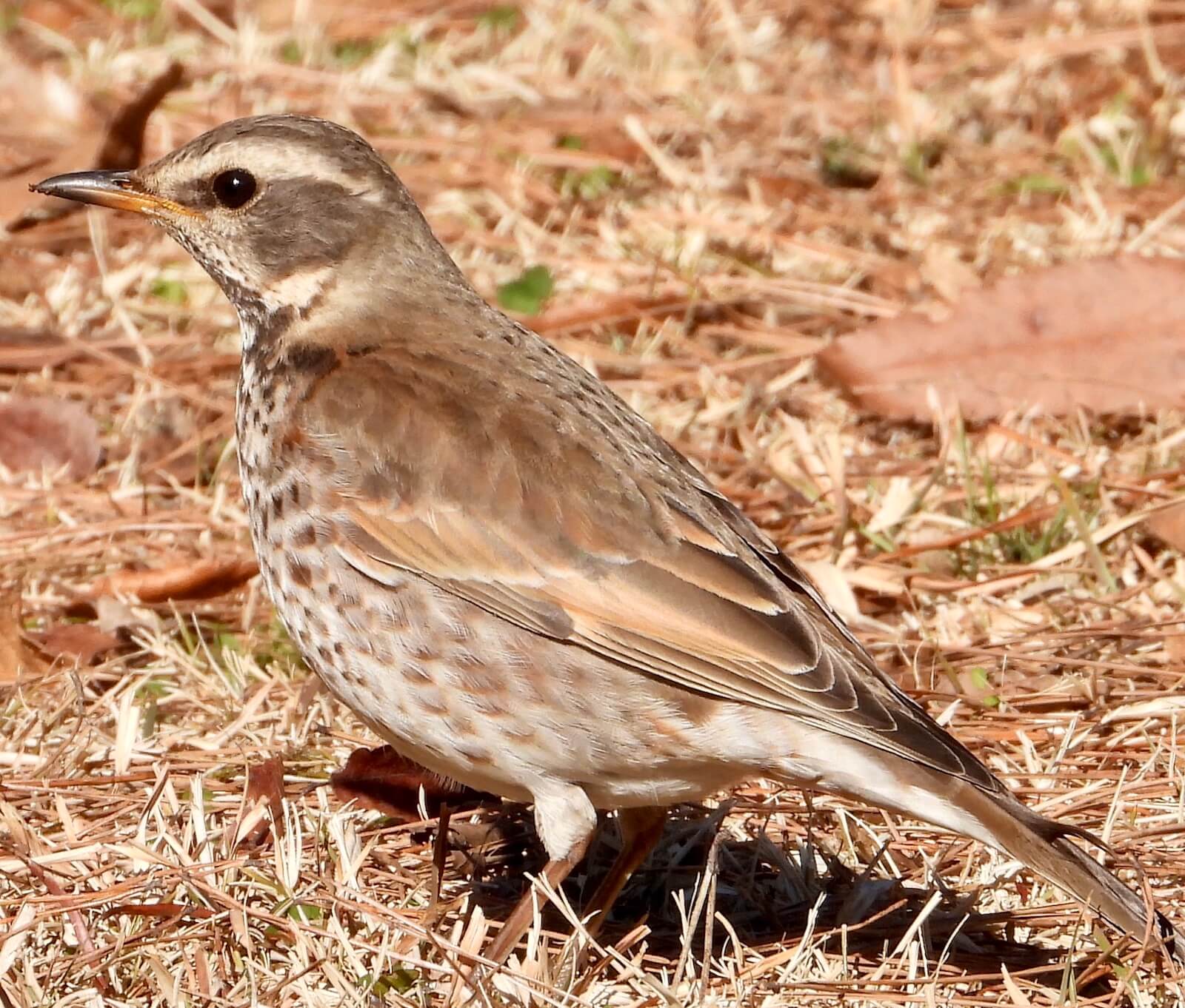 ツグミ|スモールズー（生き物Web図鑑）