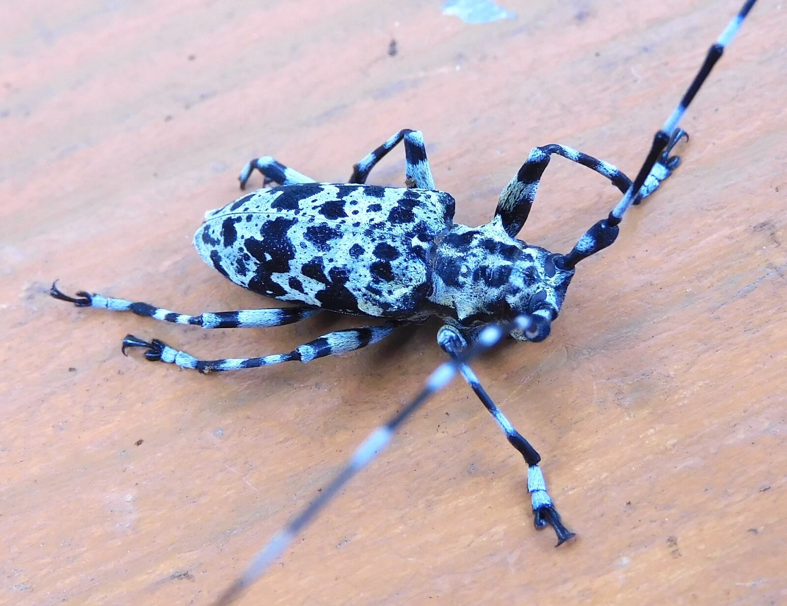 昆虫標本 完全雌雄型 ヒゲナガゴマフカミキリ】