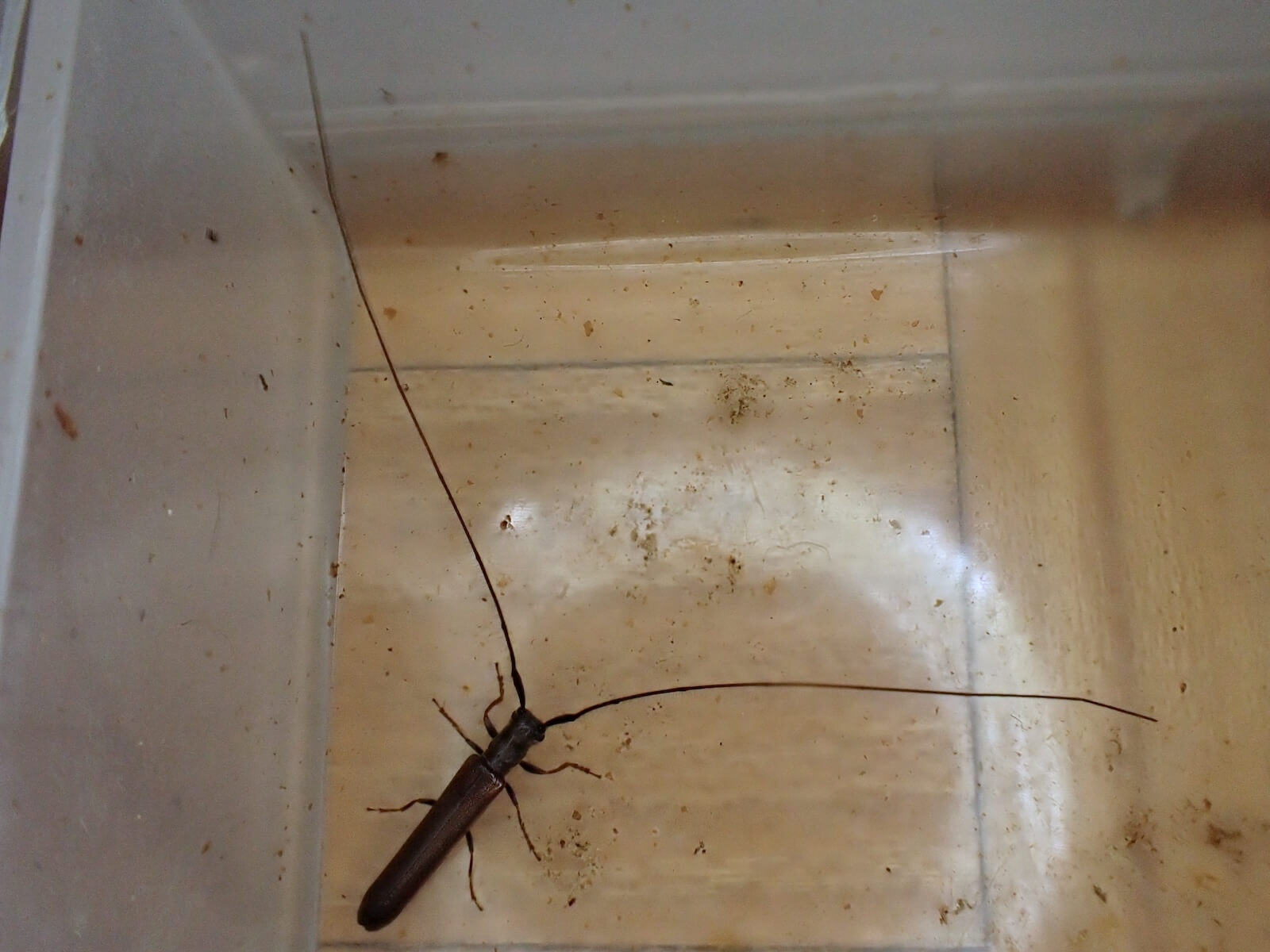 ザンビア産サソリカミキリ47mm