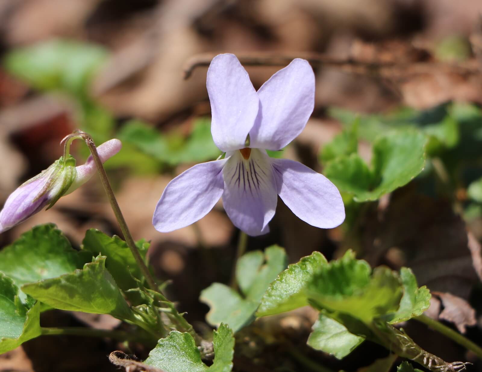 タチツボスミレ