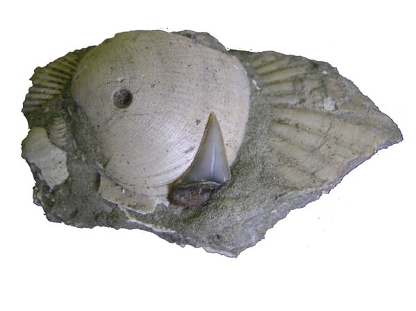 最大級 メガロドン 化石 サメの歯 423g 隕石 恐竜 爪 牙 三葉虫 骨 国内