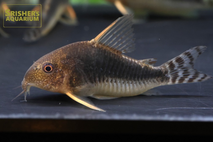 コリドラス ゴッセイ WILD｜コリドラスの仲間 - Corydoras