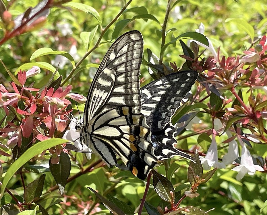 キアゲハ（1メス・ベトナム） 【公式通販】