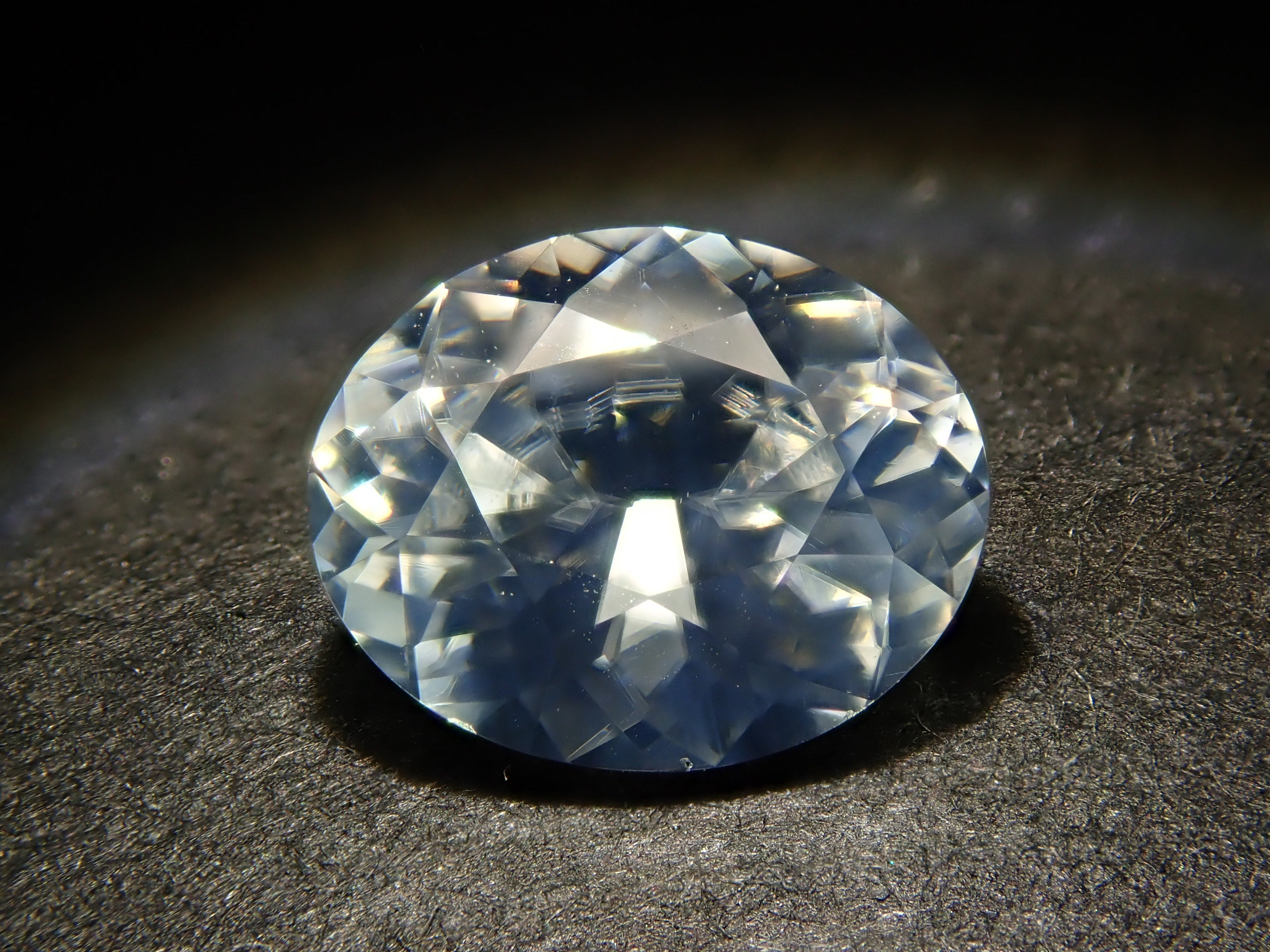 ブラジル産 スペシオーサダイコクコガネ 13-15mm 【公式通販】