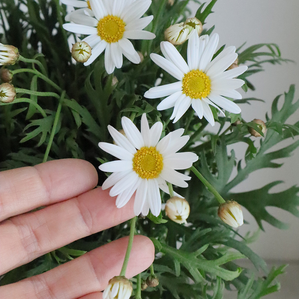 贝壳光 晴昼 ダイカット加工 6cm×5m 海外マステ マーガレット 花 贝壳